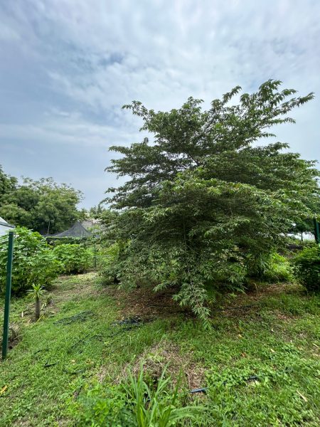 Terreno El Ojital Tampico