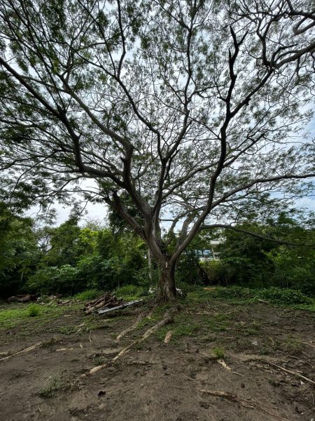 Terreno El Ojital Tampico