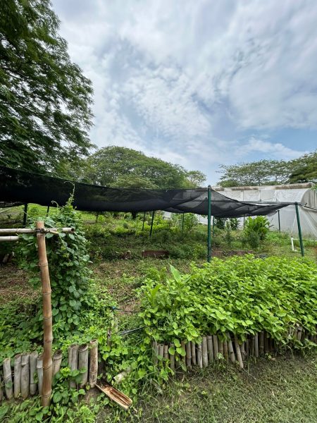 Terreno El Ojital Tampico